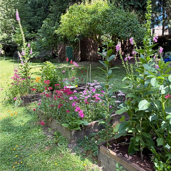 thecarrotpatch
